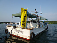 野生のイルカをウォッチング