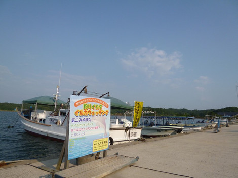野生のイルカに出会える「能登島」