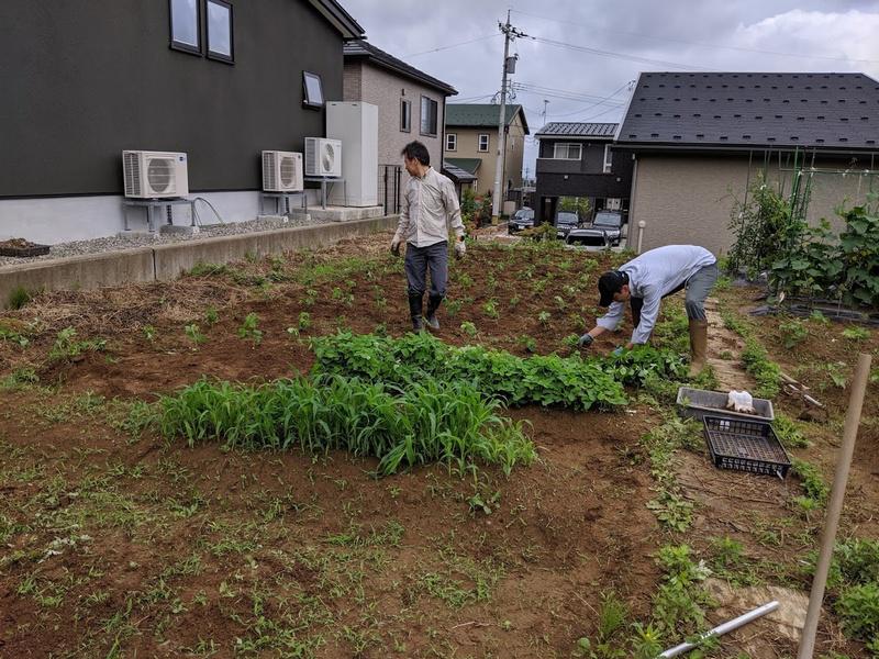 大豆の定植