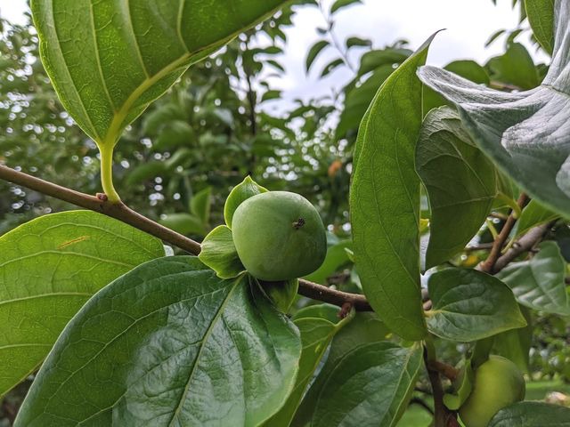 陽菜実園（ひなみえん）の柿