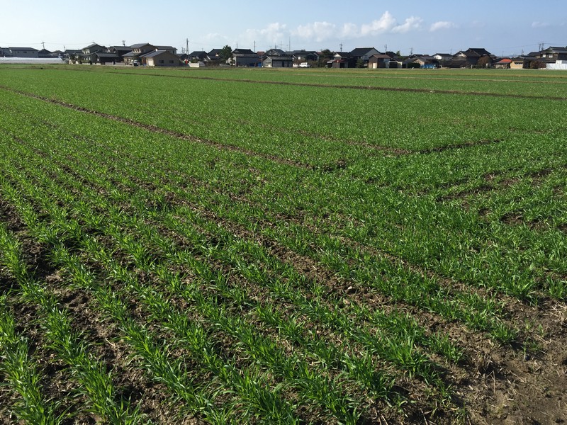 大麦を植えたばかりのたんぼ