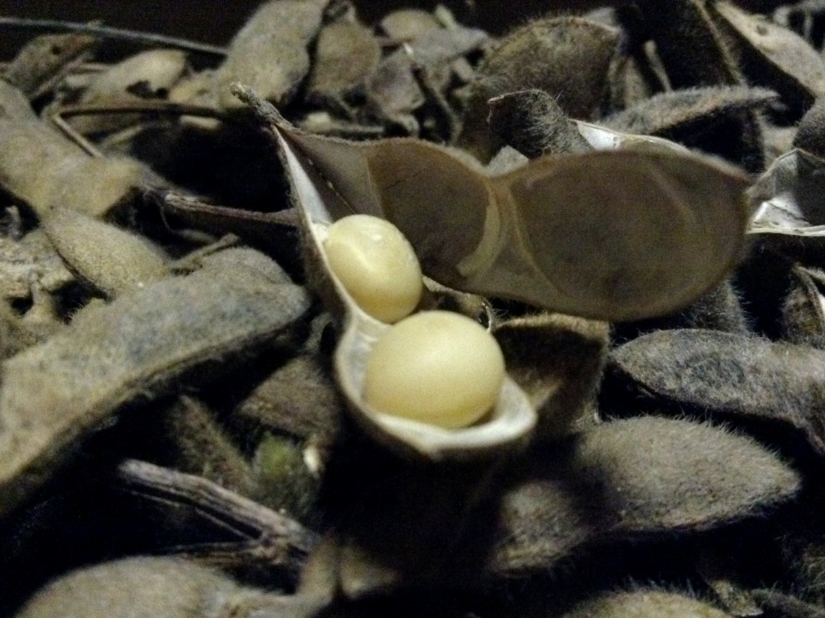 収穫した大豆を保存