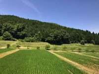 能登の棚田