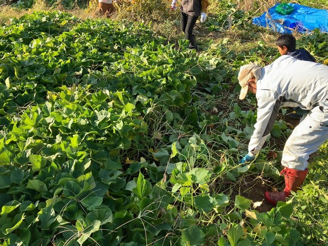 農業アグリビジネス